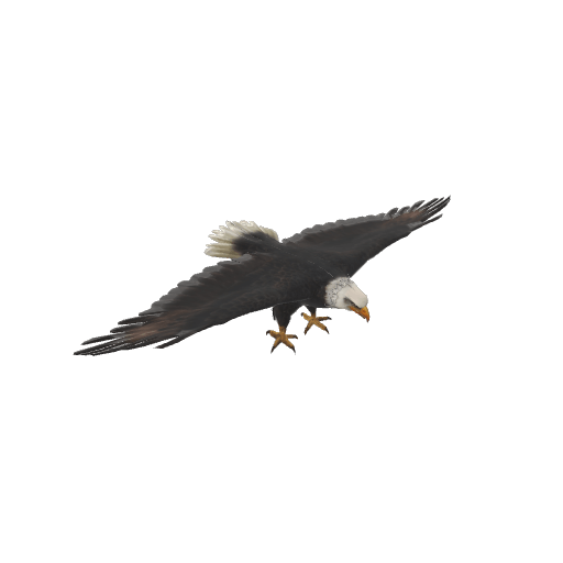 Illustration: Bald eagle